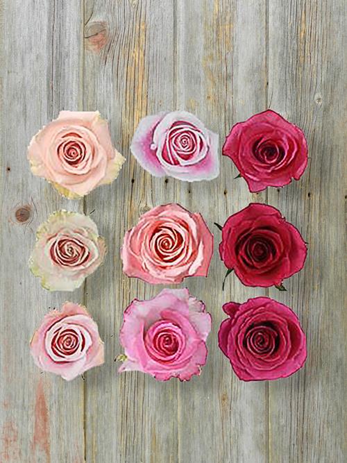 ASSORTED SHADES OF PINK COLOR ROSES